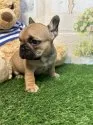 フレンチブルドッグ【神奈川県・女の子・2024年11月30日・フォン】の写真4