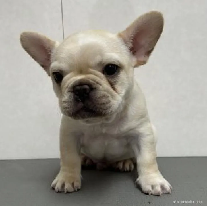 ID：2212-00122の子犬