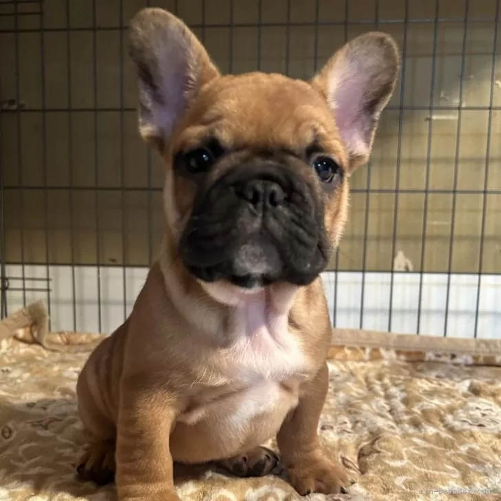 ID：2401-05752の子犬