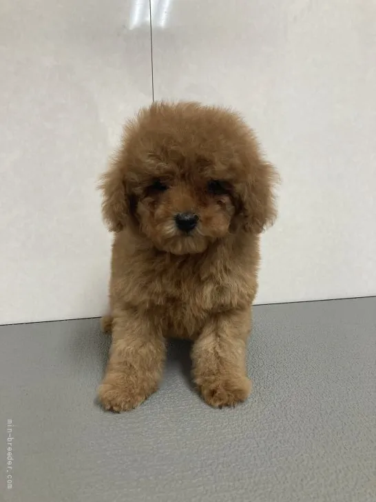 ID：2112-02107の子犬
