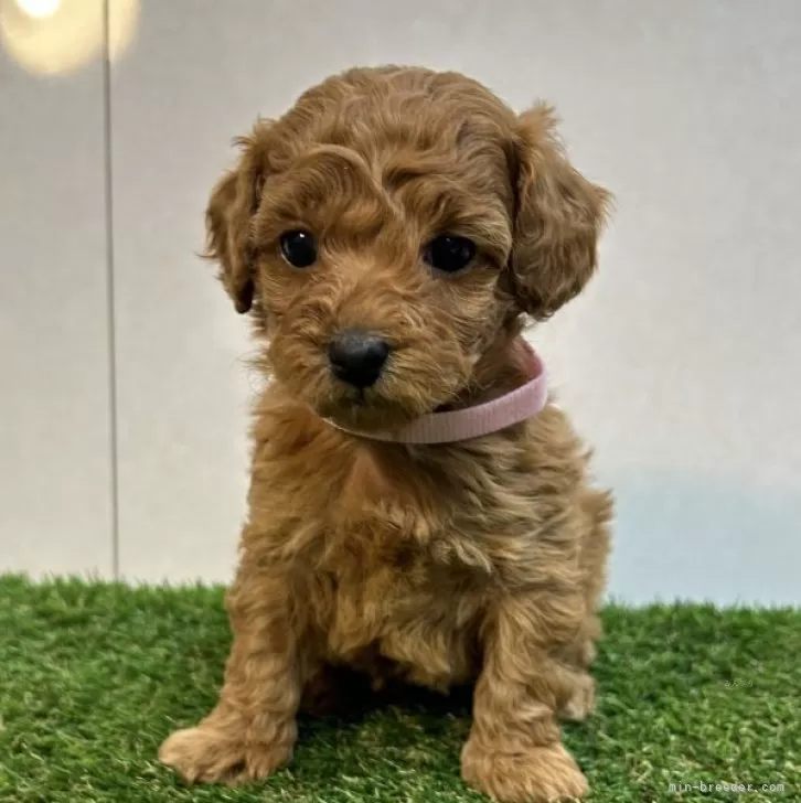 あおかな 様のお迎えした子犬