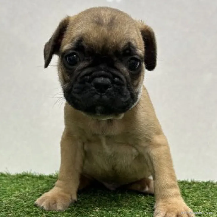 ID：2307-04878の子犬