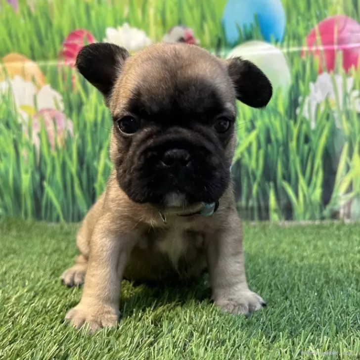 ID：2409-05994の子犬