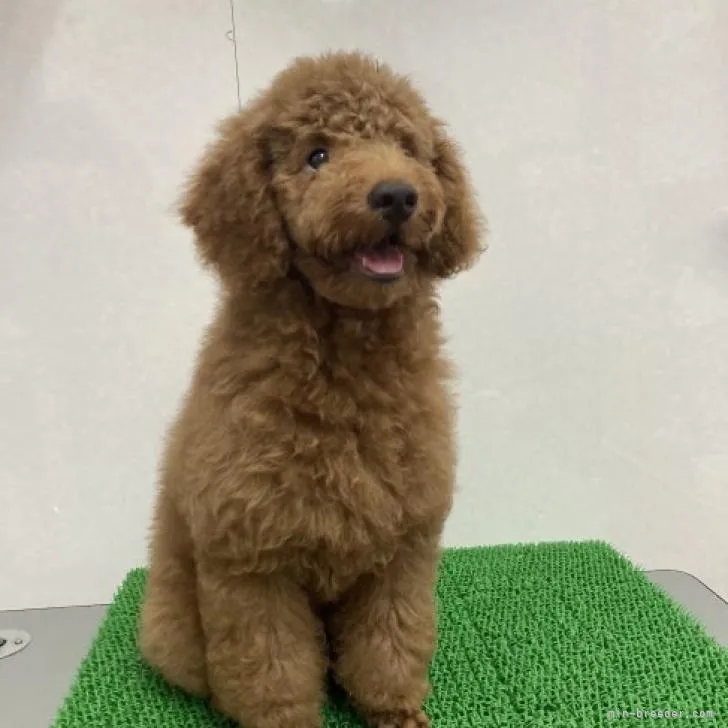 ID：2207-03026の子犬