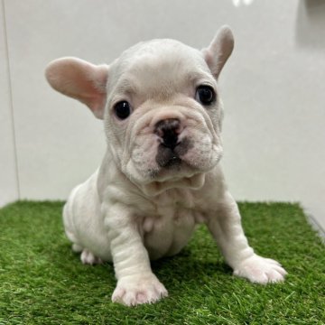 フレンチブルドッグ【神奈川県・女の子・2023年6月10日・クリーム】の写真「真っ白の子豚」