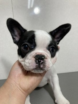 フレンチブルドッグ【神奈川県・女の子・2022年1月29日・パイド】の写真「お顔だけ黒が入って，体は白
可愛い女の子です」