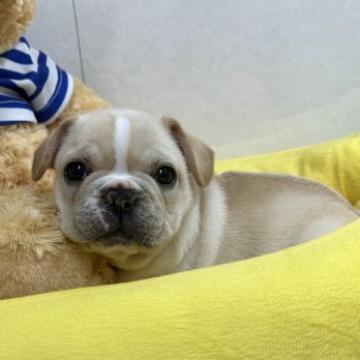 フレンチブルドッグ【神奈川県・男の子・2022年9月20日・クリーム】の写真「ムチムチ君です」