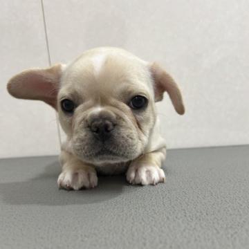 フレンチブルドッグ【神奈川県・女の子・2022年9月20日・クリーム】の写真「ムチムチの可愛い女の子です」