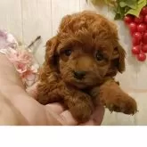 ティーカッププードル【愛知県・女の子・2025年7月24日・レッド】の写真12