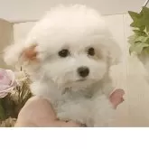 ビションフリーゼ【愛知県・女の子・2025年8月30日・ホワイト】の写真6