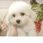 ビションフリーゼ【愛知県・男の子・2025年8月4日・ホワイト.】の写真4