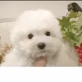 ビションフリーゼ【愛知県・男の子・2025年8月30日・ホワイト.】の写真2