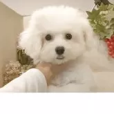 ビションフリーゼ【愛知県・女の子・2025年6月22日・ホワイト】の写真7