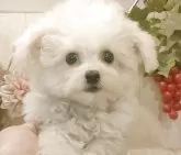 ビションフリーゼ【愛知県・男の子・2025年8月22日・ホワイト】の写真5