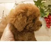 ティーカッププードル【愛知県・女の子・2025年8月1日・レッド】の写真4