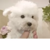 ビションフリーゼ【愛知県・男の子・2025年8月30日・ホワイト.】の写真4