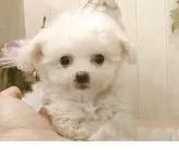 ビションフリーゼ【愛知県・男の子・2025年8月22日・ホワイト】の写真10