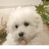 ビションフリーゼ【愛知県・男の子・2025年7月26日・ホワイト.】の写真5