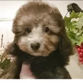 ティーカッププードル【愛知県・男の子・2025年7月24日・シルバー】の写真6