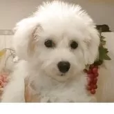 ビションフリーゼ【愛知県・女の子・2025年6月22日・ホワイト】の写真5