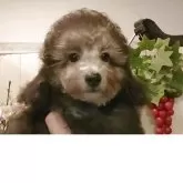 ティーカッププードル【愛知県・男の子・2025年7月24日・シルバー】の写真5