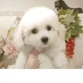 ビションフリーゼ【愛知県・男の子・2025年8月4日・ホワイト.】の写真7