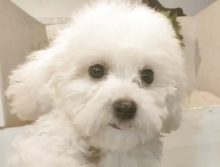 12/12 こうちゃんmama様 トコちゃんベルトの青葉 │ プレ・産後ママ向け情報 | #Repost