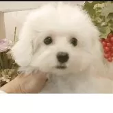 ビションフリーゼ【愛知県・女の子・2025年6月22日・ホワイト】の写真11