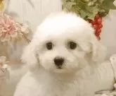 ビションフリーゼ【愛知県・男の子・2025年8月4日・ホワイト.】の写真11