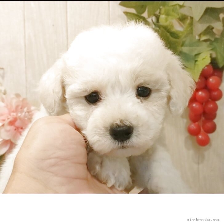 ビションフリーゼ【愛知県・男の子・2025年7月26日・ホワイト