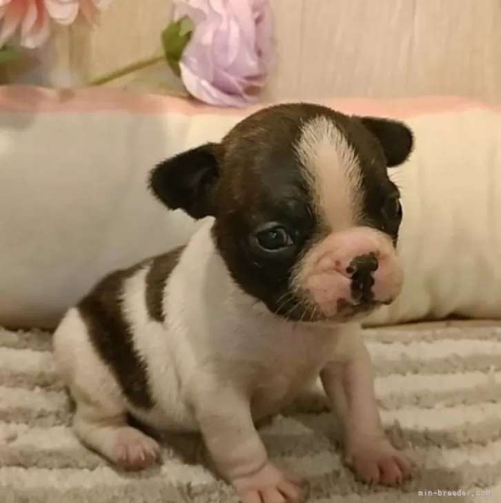 ID：2501-02527の子犬