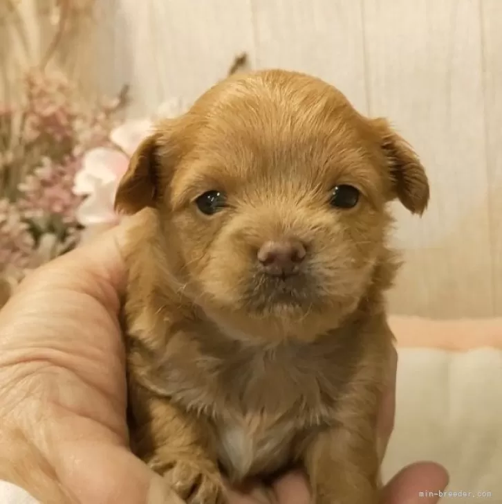 ID:2502-00500の子犬