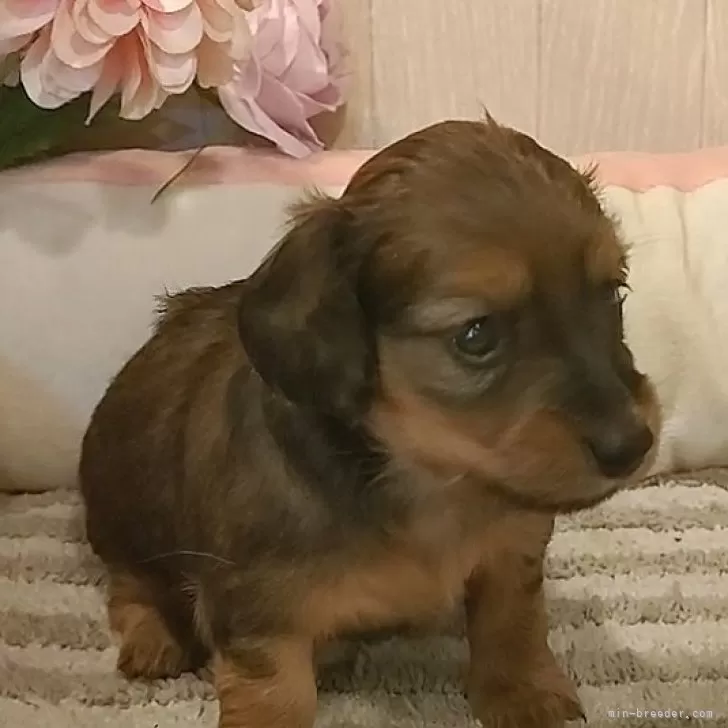 Co 様のお迎えした子犬