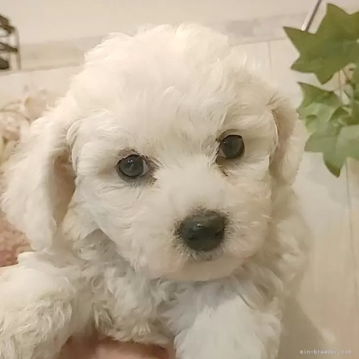 ID:2412-06321の子犬