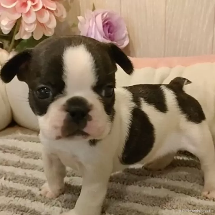 ID：2501-04372の子犬