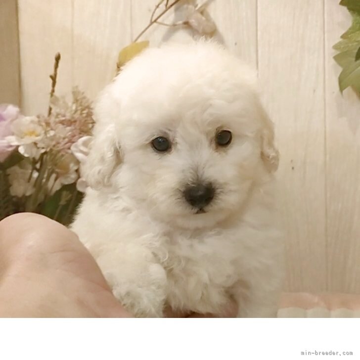 ブリーダー画像