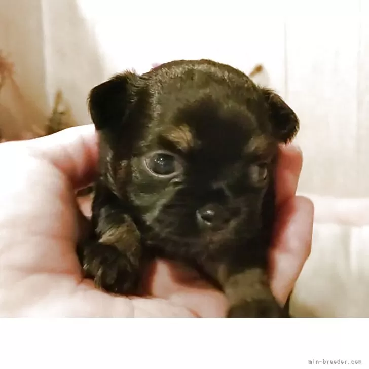 ID：2507-02362の子犬