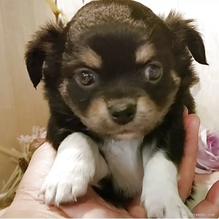 ID：2504-07777の子犬