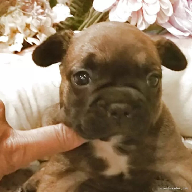 H.M 様のお迎えした子犬