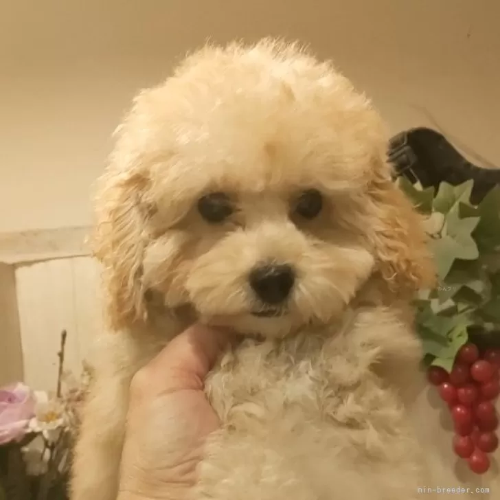 D.H 様のお迎えした子犬