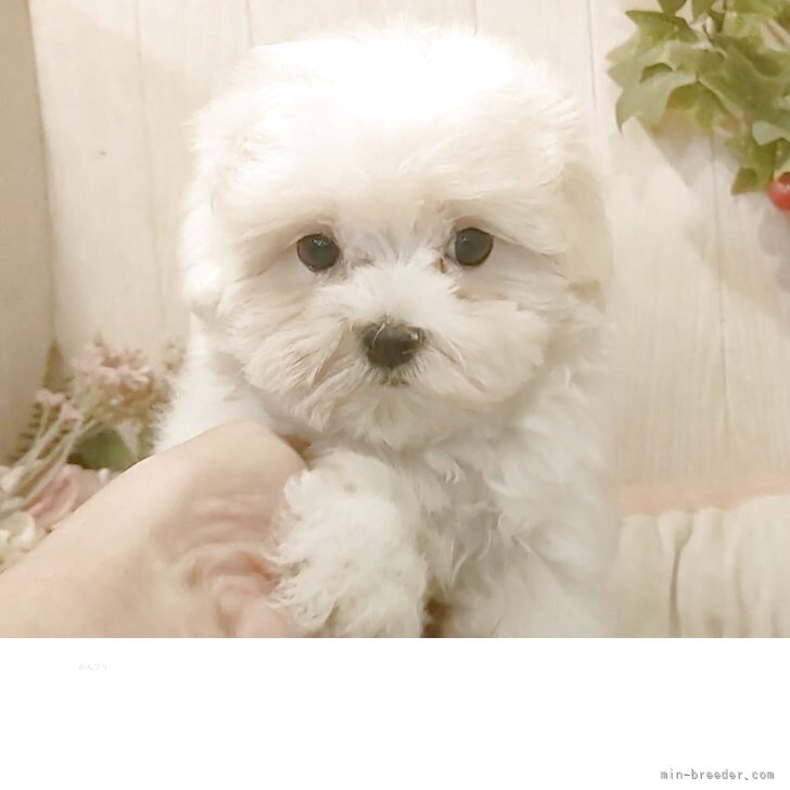 ブリーダー画像