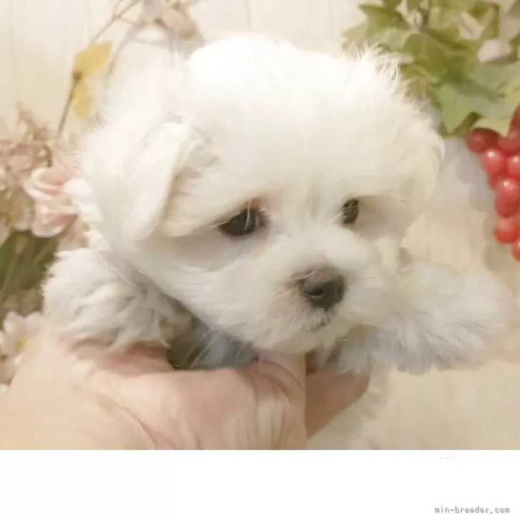 マルチーズ【愛知県・女の子・2025年9月12日・ホワイト】の写真1