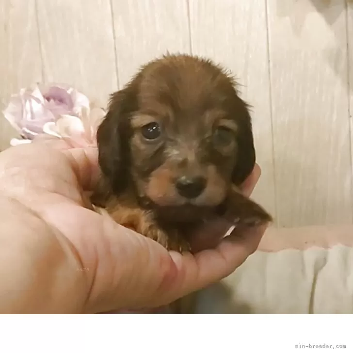 J.S 様のお迎えした子犬