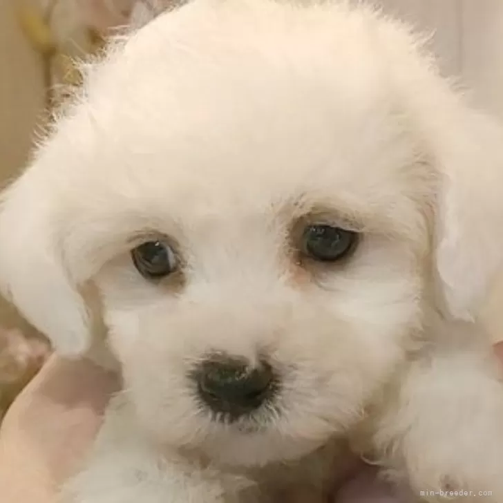 ID：2501-06449の子犬