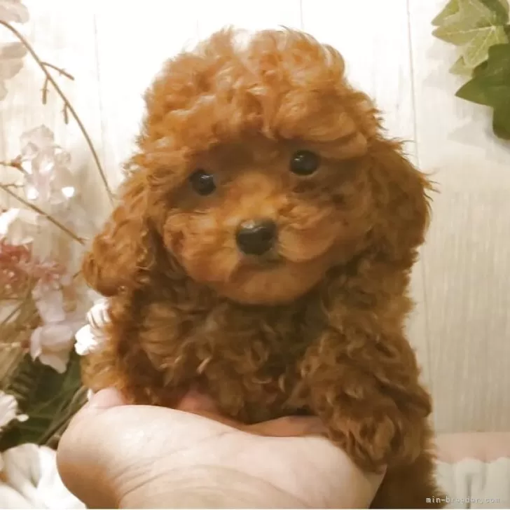 ID:2504-02280の子犬