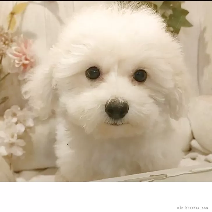 ID：2509-05312の子犬