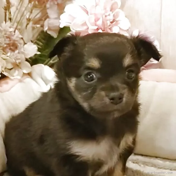 ID：2504-07776の子犬