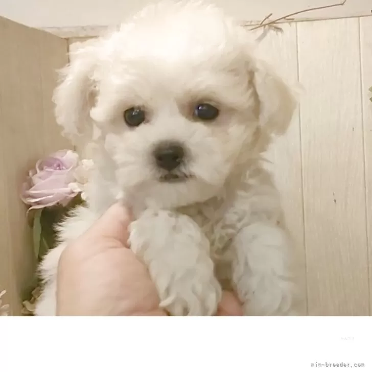 ID：2509-05439の子犬