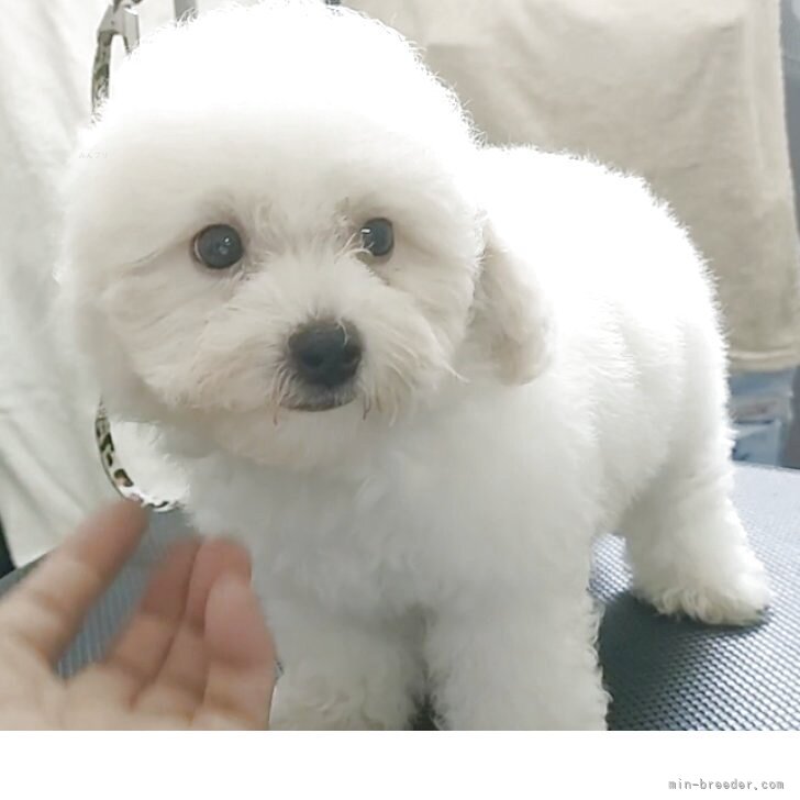 ブリーダー画像