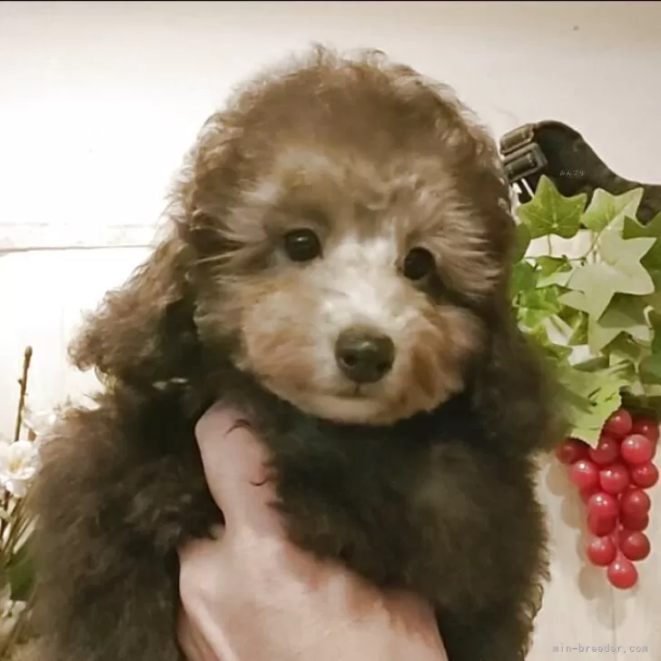 ティーカッププードル【愛知県・男の子・2025年7月24日・シルバー】の写真1